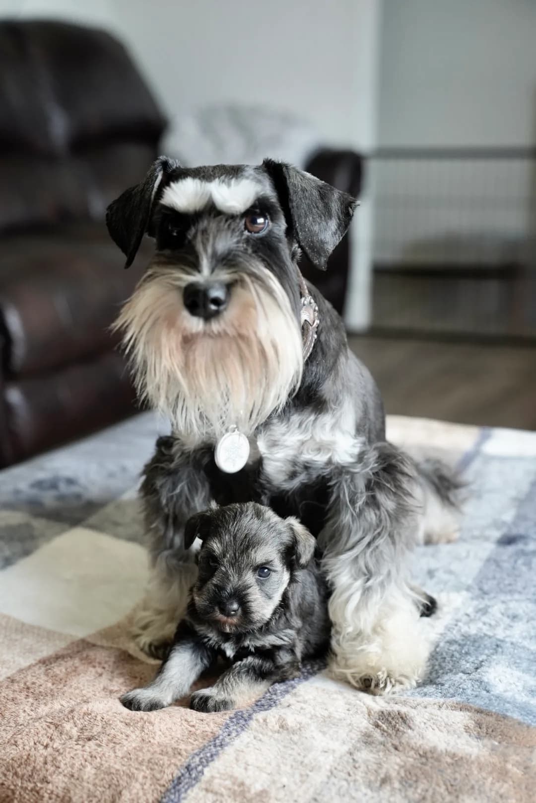 A miniature schnauzer mother sitting with her puppy in front of her