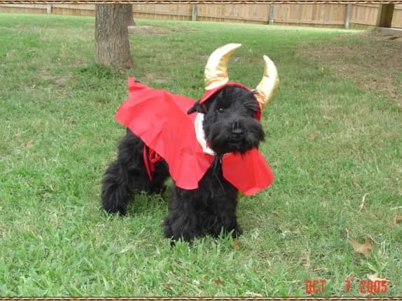 Mandy Brandy Babies 10 6 05 Halloween