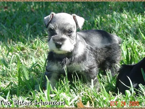 Brandy Lil Girl