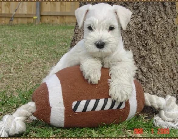 Duncan Football