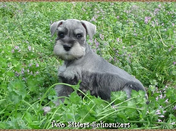 Jan 06 Pups