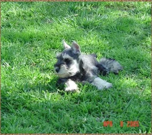 Liberty Laying In Grass