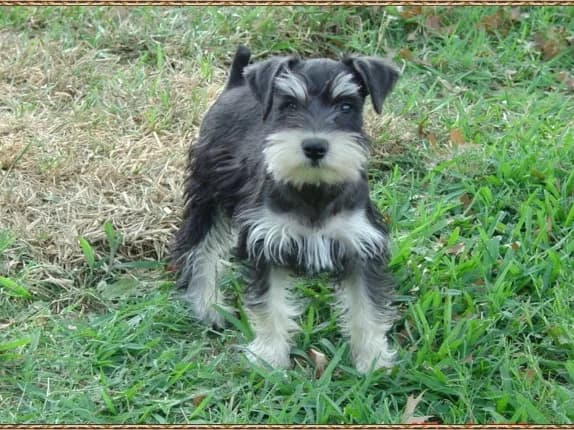 Prissy2