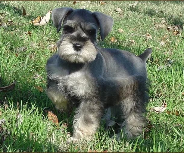 Puppies 5