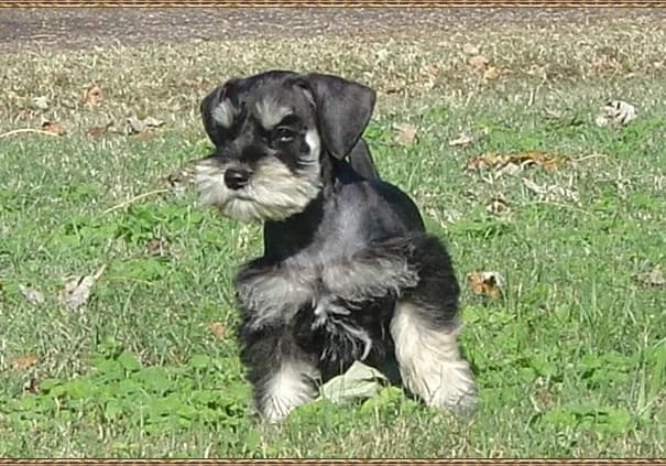 Puppies 5