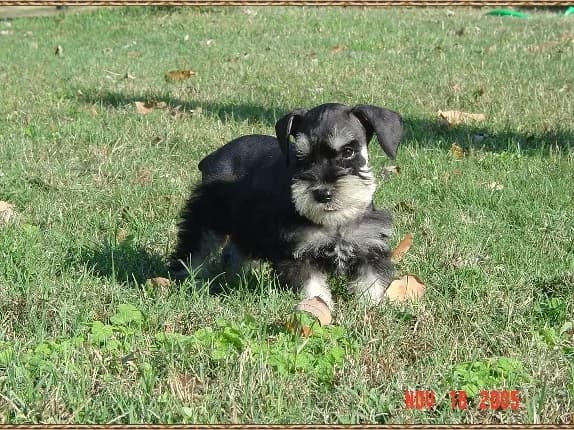 Puppies 5
