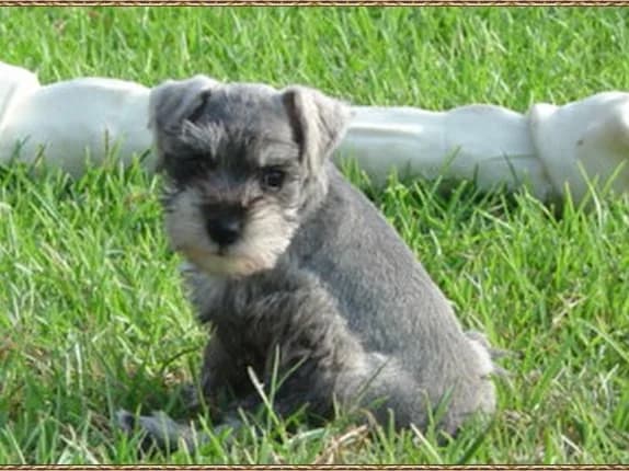 Sable