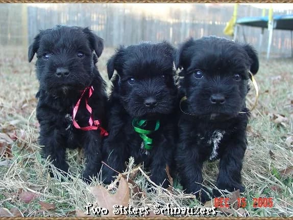 Snowy Babies 12 15 05 029 Group
