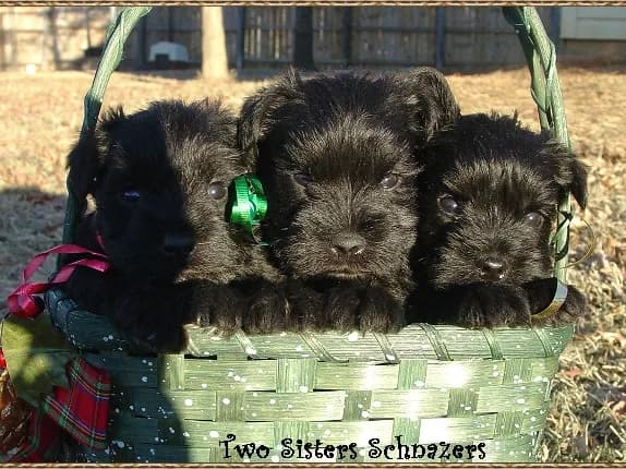 Snowy Babies 12 15 05
