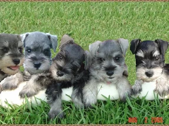 Sophie Pups