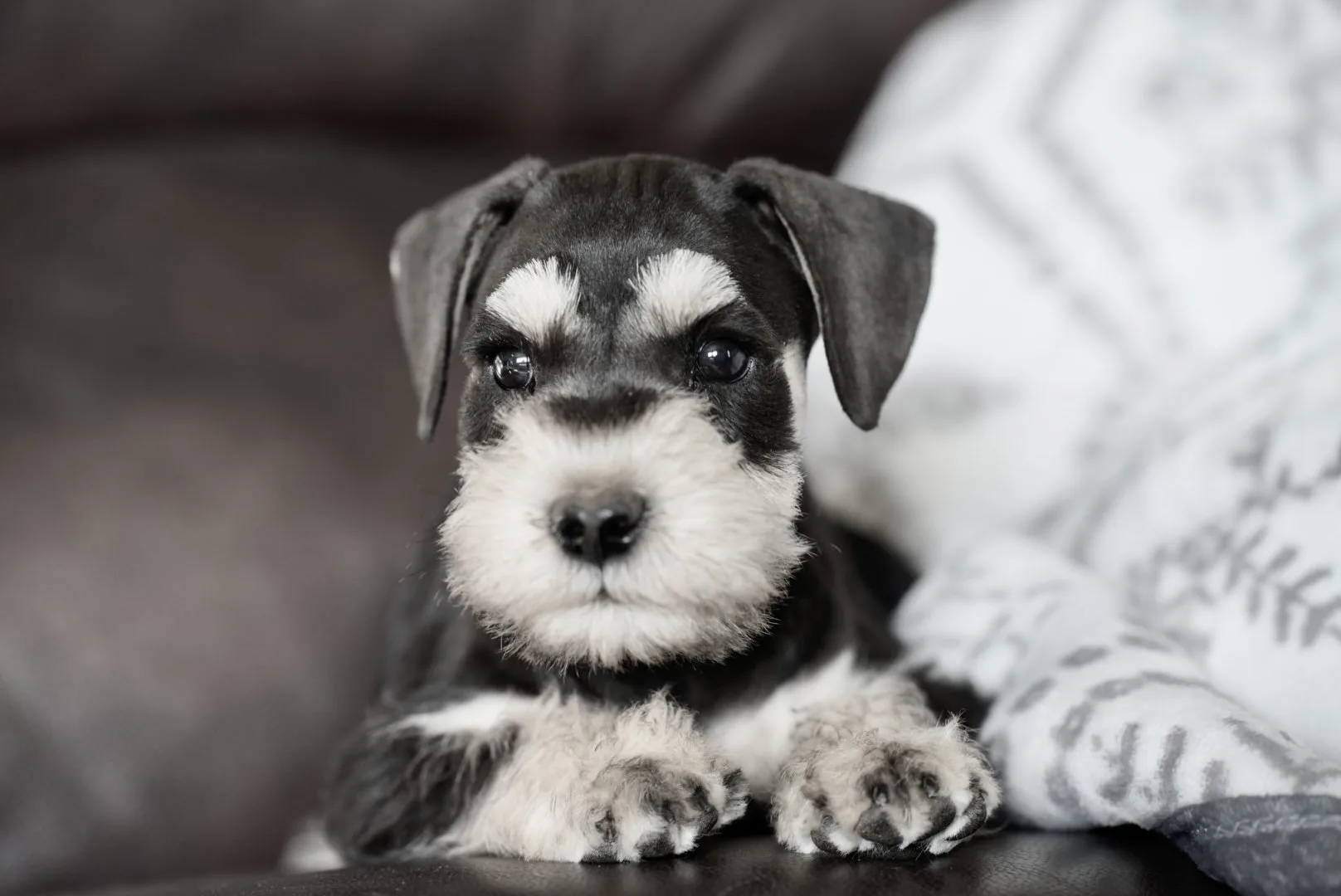 Snowflake Schnauzers miniature schnauzer