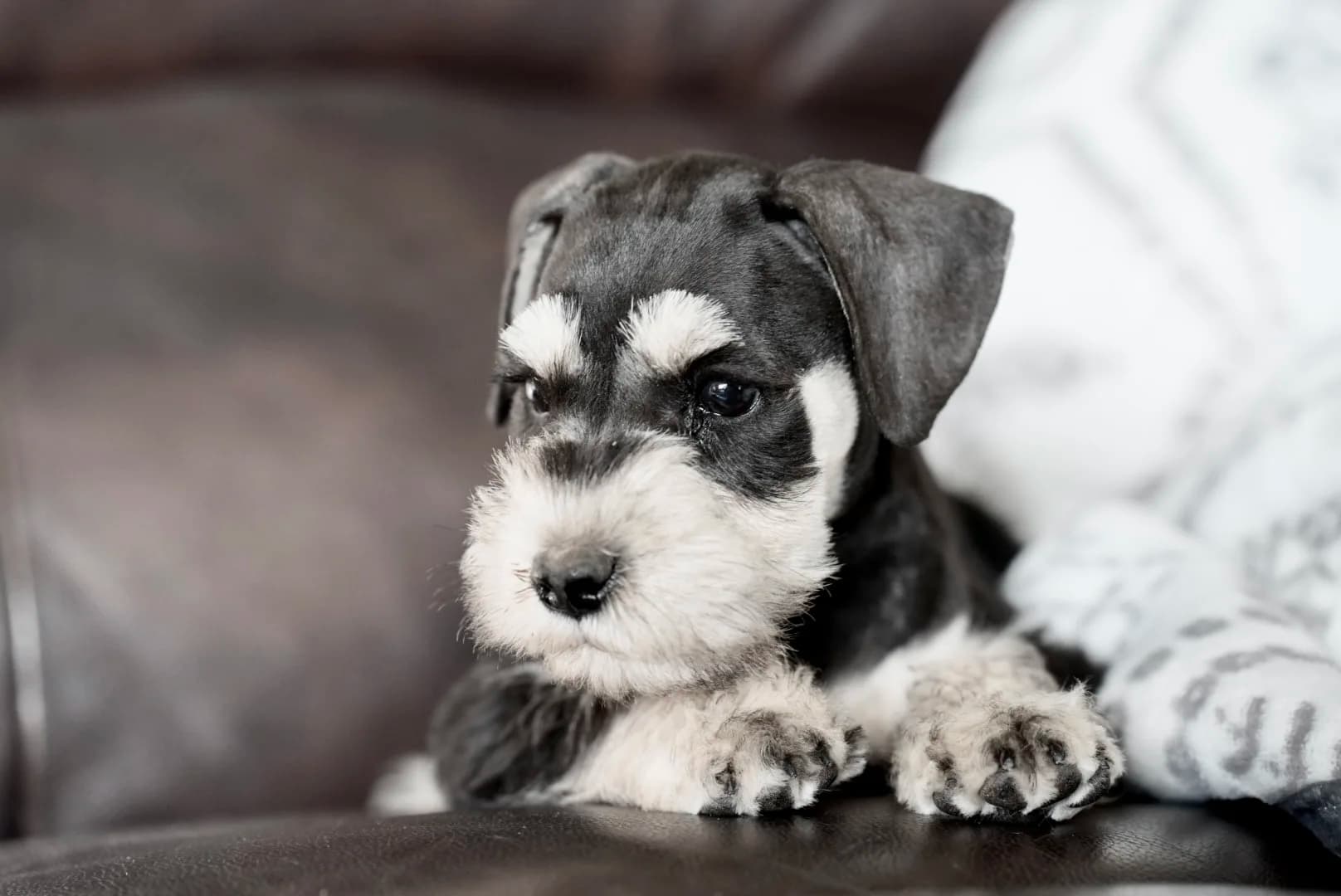 Snowflake Schnauzers miniature schnauzer