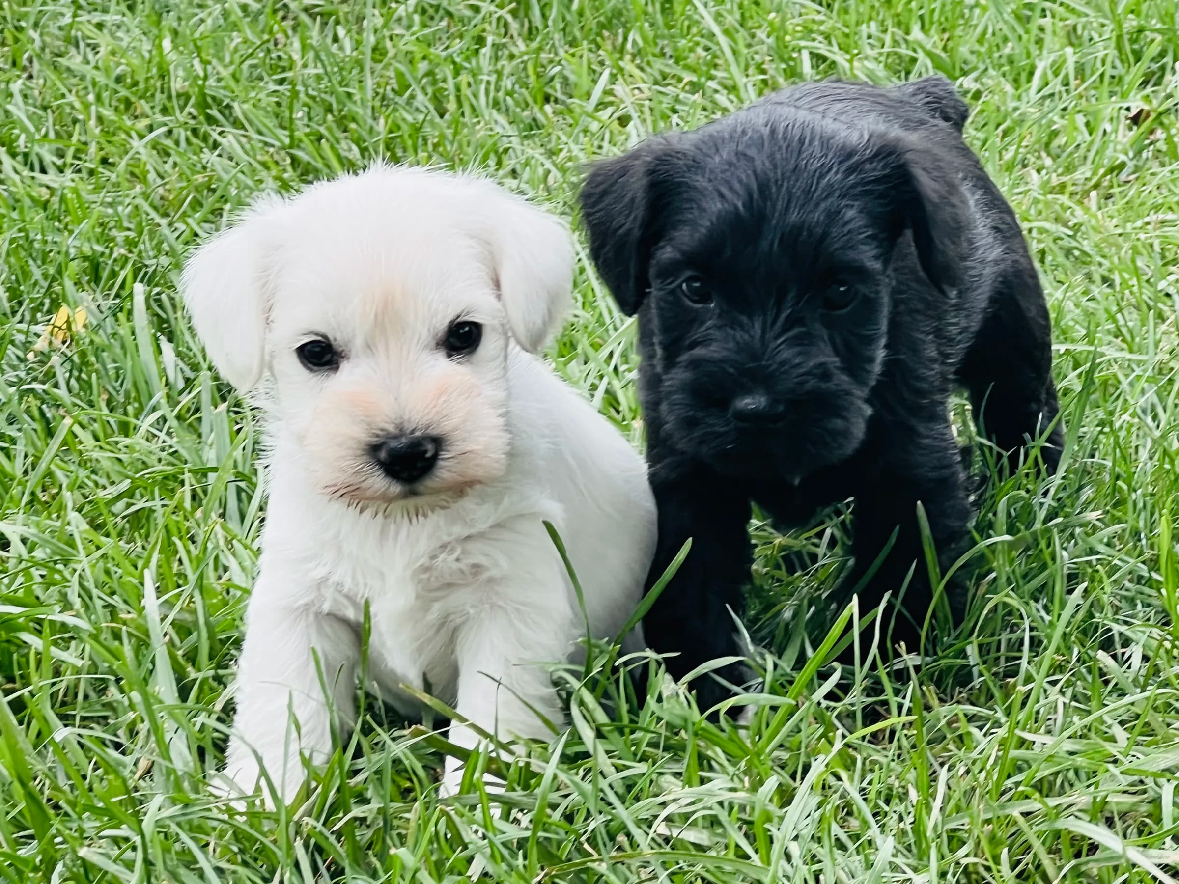 Snowflake Schnauzers miniature schnauzer