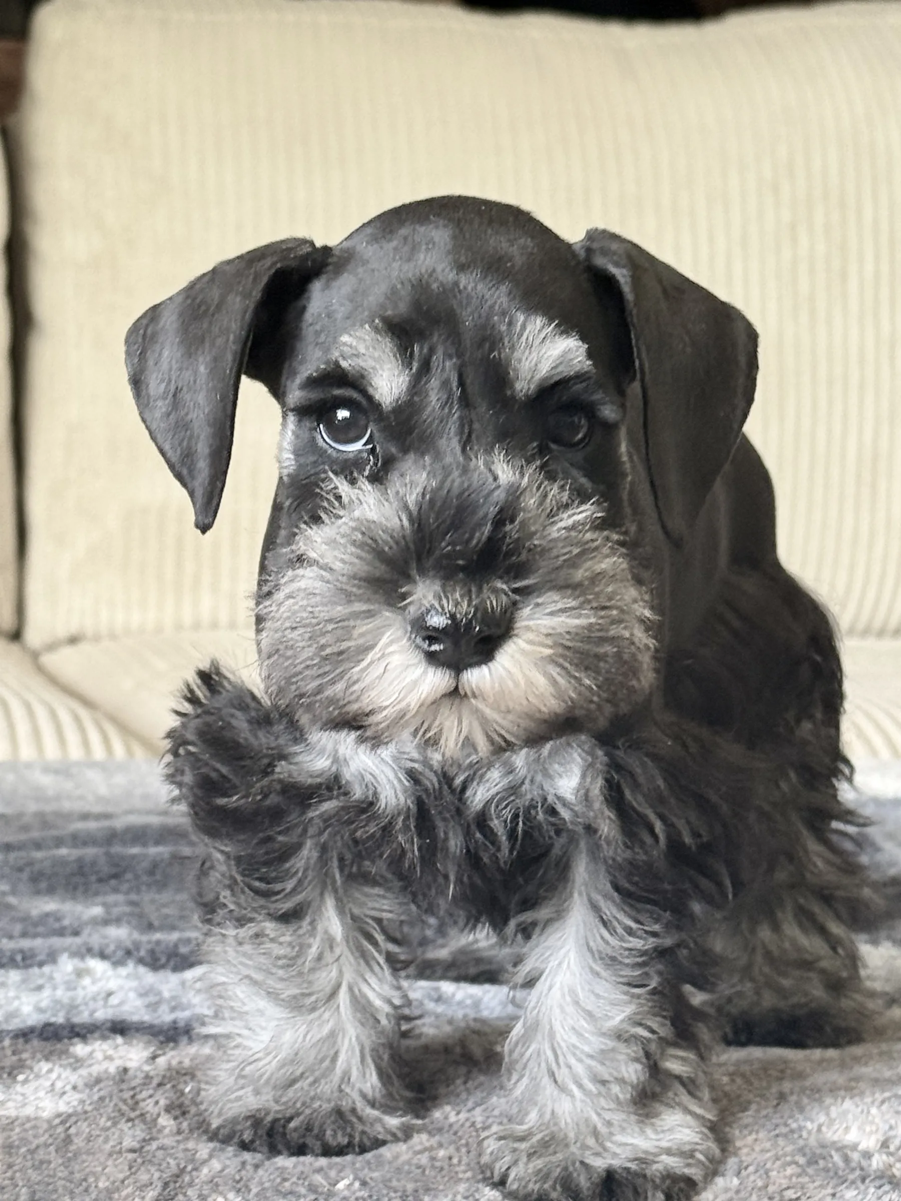 Snowflake Schnauzers miniature schnauzer