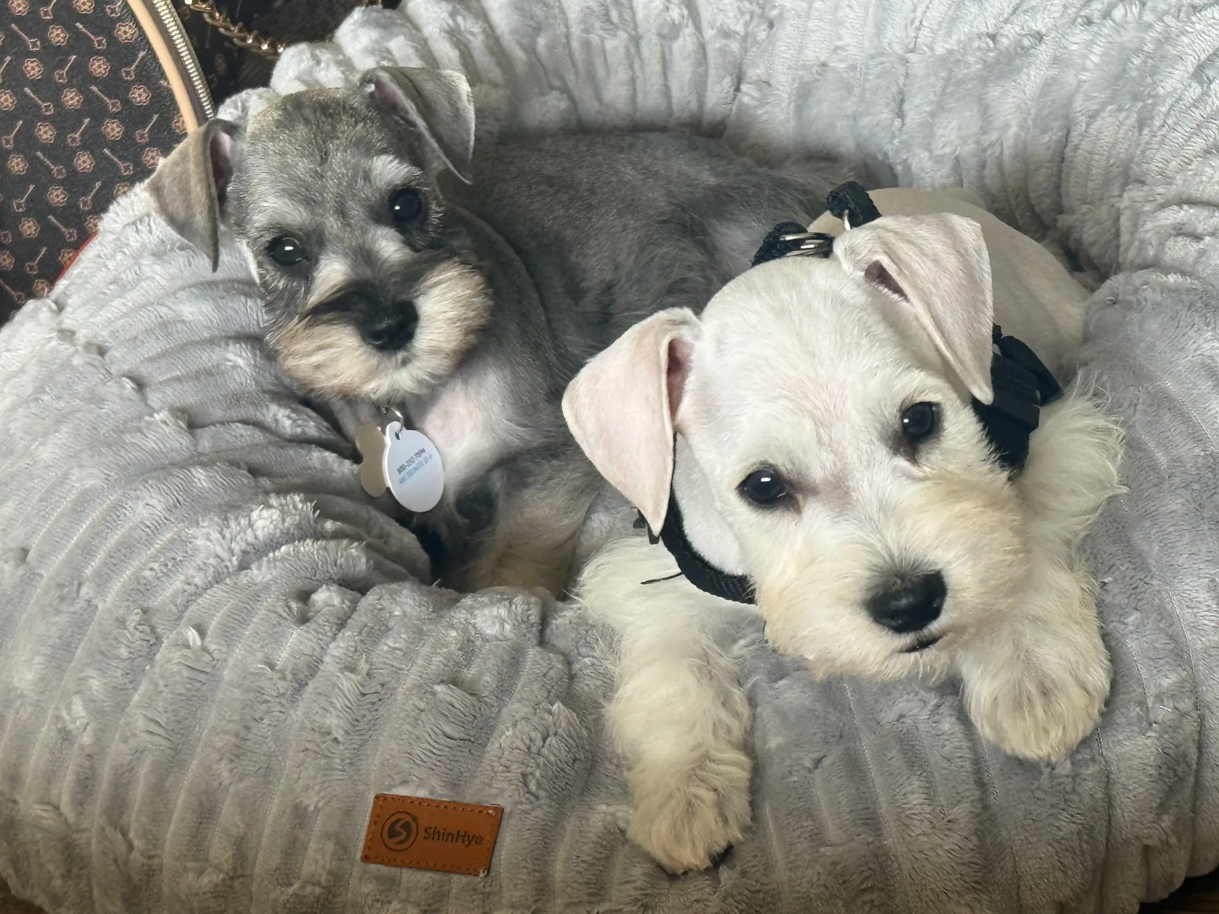 Snowflake Schnauzers miniature schnauzer