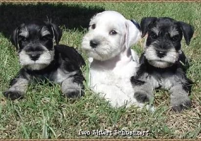 Miniature Schnauzer Puppies- Home Page
