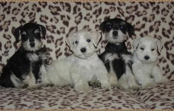Miniature Schnauzer Puppies- Home Page