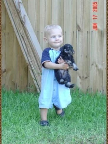 Miniature Schnauzer Puppies- Home Page