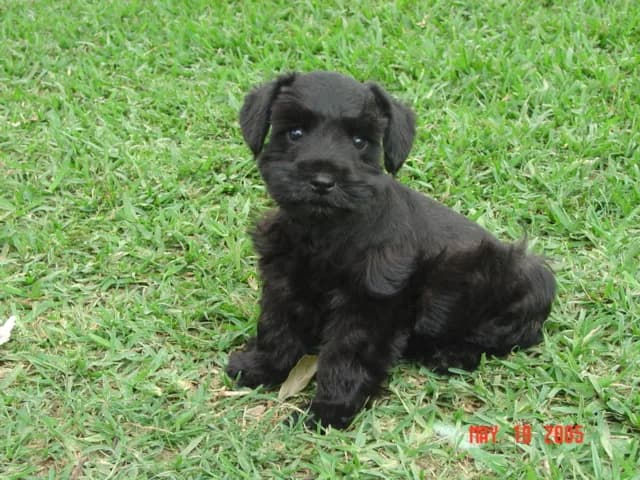 Miniature Schnauzer Puppies- Home Page