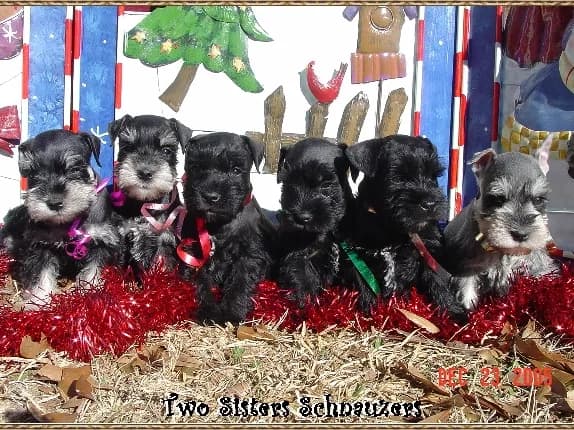 Miniature Schnauzer Puppies- Home Page