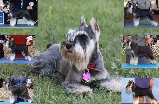 Miniature Schnauzers Our Proud Schnauzer Moms Pages!