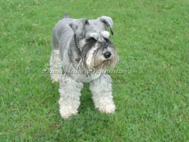 Miniature Schnauzers Our Proud Schnauzer Moms Pages!