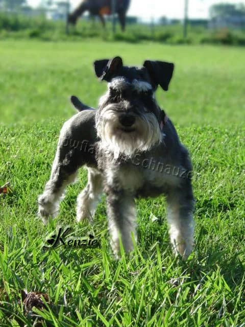 Miniature Schnauzers Our Proud Schnauzer Moms Pages!