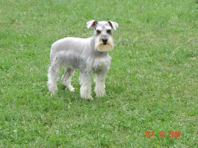 Miniature Schnauzers Our Proud Schnauzer Moms Pages!