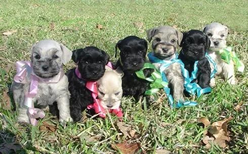 Puppies