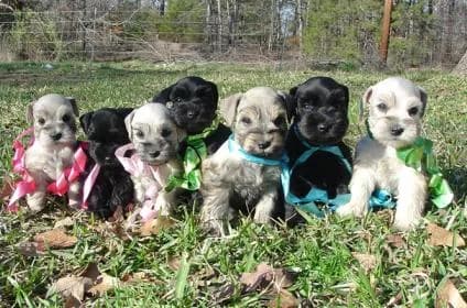 Puppies