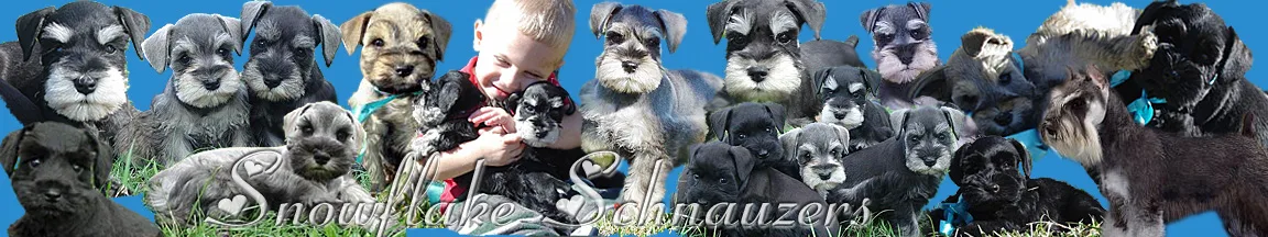 Miniature Schnauzer Puppies- Home Page